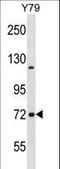 Neurochondrin antibody, LS-C164769, Lifespan Biosciences, Western Blot image 