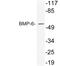 Bone Morphogenetic Protein 6 antibody, LS-C292234, Lifespan Biosciences, Western Blot image 