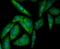 Syndecan Binding Protein antibody, NBP2-76873, Novus Biologicals, Immunofluorescence image 