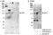 E4F Transcription Factor 1 antibody, A300-831A, Bethyl Labs, Immunoprecipitation image 