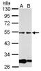Glial Cells Missing Transcription Factor 1 antibody, PA5-29438, Invitrogen Antibodies, Western Blot image 