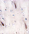 Unc-51 Like Autophagy Activating Kinase 2 antibody, LS-C101207, Lifespan Biosciences, Immunohistochemistry paraffin image 