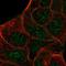 Serine/Threonine/Tyrosine Kinase 1 antibody, HPA040468, Atlas Antibodies, Immunofluorescence image 