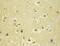 Galactosylceramidase antibody, 51051-2-AP, Proteintech Group, Immunohistochemistry paraffin image 