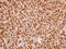 Cullin 7 antibody, LS-C186334, Lifespan Biosciences, Immunohistochemistry paraffin image 