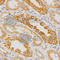Interleukin-23 receptor antibody, A1613, ABclonal Technology, Immunohistochemistry paraffin image 