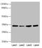 Ubiquitin Recognition Factor In ER Associated Degradation 1 antibody, LS-C676680, Lifespan Biosciences, Western Blot image 