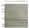 Phosphodiesterase 10A antibody, GTX14622, GeneTex, Western Blot image 