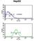 WD Repeat Domain 43 antibody, abx032538, Abbexa, Western Blot image 