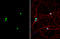 Pumilio RNA Binding Family Member 2 antibody, GTX114172, GeneTex, Immunocytochemistry image 