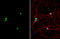 Pumilio homolog 2 antibody, GTX114172, GeneTex, Immunocytochemistry image 