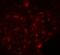 Solute Carrier Family 30 Member 8 antibody, 8485, ProSci, Immunofluorescence image 