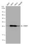 Heat Shock Protein Family B (Small) Member 1 antibody, PA5-78010, Invitrogen Antibodies, Western Blot image 