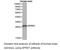 Serine And Arginine Rich Splicing Factor 1 antibody, LS-C193020, Lifespan Biosciences, Western Blot image 