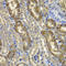 N-Myristoyltransferase 2 antibody, LS-C346201, Lifespan Biosciences, Immunohistochemistry frozen image 