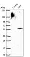 Lipase F, Gastric Type antibody, PA5-61129, Invitrogen Antibodies, Western Blot image 