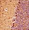 Mitogen-Activated Protein Kinase 9 antibody, LS-C164474, Lifespan Biosciences, Immunohistochemistry paraffin image 