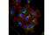 Vesicle Associated Membrane Protein 7 antibody, 13876S, Cell Signaling Technology, Immunocytochemistry image 