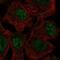 Serum/Glucocorticoid Regulated Kinase 2 antibody, NBP2-58921, Novus Biologicals, Immunocytochemistry image 