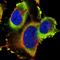 Transmembrane Channel Like 3 antibody, NBP1-86240, Novus Biologicals, Immunofluorescence image 