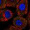 Gem Nuclear Organelle Associated Protein 4 antibody, NBP2-55998, Novus Biologicals, Immunofluorescence image 