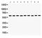 Monoamine Oxidase B antibody, PB9665, Boster Biological Technology, Western Blot image 