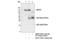 Protein Phosphatase 1 Regulatory Subunit 12A antibody, 8574S, Cell Signaling Technology, Immunoprecipitation image 