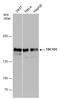 TBC1 Domain Family Member 1 antibody, GTX130740, GeneTex, Western Blot image 