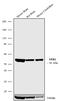 Tryptophan Hydroxylase 2 antibody, 702017, Invitrogen Antibodies, Western Blot image 