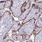 Tissue factor pathway inhibitor 2 antibody, NBP2-33552, Novus Biologicals, Immunohistochemistry frozen image 