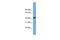 Potassium Channel Tetramerization Domain Containing 9 antibody, PA5-70267, Invitrogen Antibodies, Western Blot image 