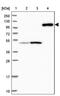 Contactin-5 antibody, PA5-58814, Invitrogen Antibodies, Western Blot image 