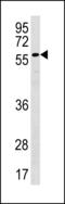 Plexin Domain Containing 2 antibody, LS-C203797, Lifespan Biosciences, Western Blot image 