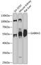 Gamma-Aminobutyric Acid Type A Receptor Alpha3 Subunit antibody, 14-079, ProSci, Western Blot image 