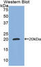 CCAAT Enhancer Binding Protein Gamma antibody, LS-C293271, Lifespan Biosciences, Western Blot image 