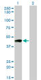 Prostaglandin I2 Receptor antibody, LS-C104898, Lifespan Biosciences, Western Blot image 