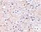 Formin Binding Protein 1 Like antibody, PA5-20445, Invitrogen Antibodies, Immunohistochemistry paraffin image 