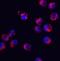 Serine And Arginine Rich Splicing Factor 3 antibody, GTX31947, GeneTex, Immunocytochemistry image 