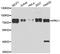 Protein Regulator Of Cytokinesis 1 antibody, abx006417, Abbexa, Western Blot image 