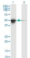 Protein Disulfide Isomerase Family A Member 6 antibody, H00010130-M04, Novus Biologicals, Western Blot image 