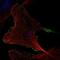 Rho Related BTB Domain Containing 2 antibody, NBP2-32576, Novus Biologicals, Immunofluorescence image 
