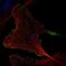 Rho-related BTB domain-containing protein 2 antibody, NBP2-32576, Novus Biologicals, Immunofluorescence image 