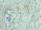 TNF Superfamily Member 12 antibody, LS-C376911, Lifespan Biosciences, Immunohistochemistry paraffin image 