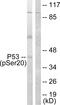 p53 antibody, LS-C199378, Lifespan Biosciences, Western Blot image 