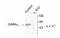 Gamma-Aminobutyric Acid Type A Receptor Alpha1 Subunit antibody, MBS835661, MyBioSource, Western Blot image 