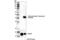 SB Transposase antibody, 98923S, Cell Signaling Technology, Western Blot image 
