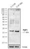 HBGF-1 antibody, 711072, Invitrogen Antibodies, Western Blot image 