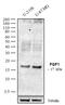 Fibroblast Growth Factor 1 antibody, 711072, Invitrogen Antibodies, Western Blot image 