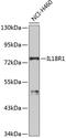 Interleukin 18 Receptor 1 antibody, GTX65529, GeneTex, Western Blot image 