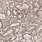 Family With Sequence Similarity 120B antibody, NBP1-86566, Novus Biologicals, Immunohistochemistry frozen image 